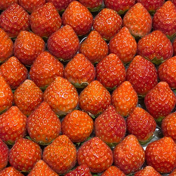 生 夏秋イチゴ【すずあかね 】小粒  900g前後 900g前後 果物/いちご通販
