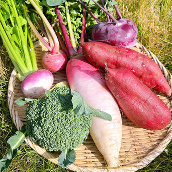 冬野菜詰め合わせ 冬野菜詰め合わせ | 野菜/野菜セット・詰め合わせ 産直アウル 農家から