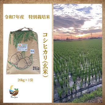 R7年産特別栽培米 コシヒカリ（玄米）20kg ｜ 米・穀物/玄米 産直