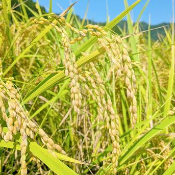 令和7年 新米】京都府産 お米 コシヒカリ 【精米済 3kg】 ｜ 米・穀物