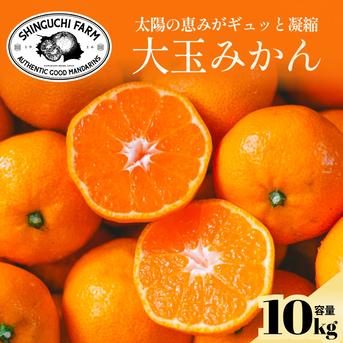 大玉サイズ限定】五代目が厳選した愛媛みかん 10kg | 果物/温州みかん