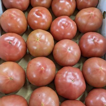 大玉トマト　１箱　18玉から20玉入　塩系トマト 箱満載（約４キロ） 野菜/トマト通販
