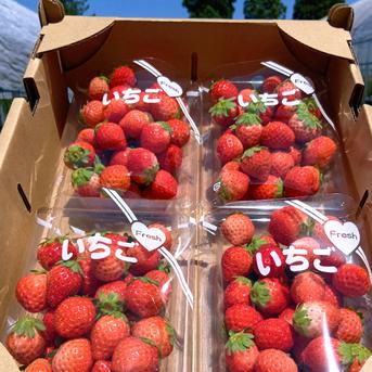コロコロちびイチゴ！規格外特価、一箱1キロ以上！夏秋いちご すず