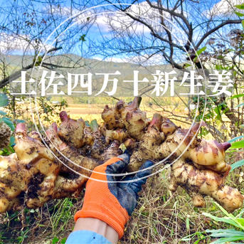 高知 土佐四万十新生姜500g【栽培時農薬・化学肥料不使用】 500g 野菜/薬味通販