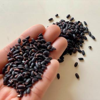 楊貴妃も愛した!？薬膳食材！古代米【黒米】600ｇ（送料無料） 600ｇ 米・穀物/玄米通販