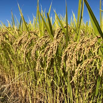 令和7年産新米風さやか 炊飯食味値87点極上米 玄米10kg 美味しいお米