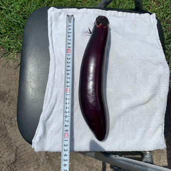 茄子5種類詰め合わせ(農薬不使用、有機肥料栽培) 5kg 野菜/茄子通販