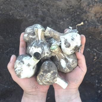 掘りたて！青森県産 生にんにく ＬМサイズ混ざり ５００g 土付き にんにく農園が育てたこだわりの品質 ５００g ※約５～７玉 野菜/にんにく通販
