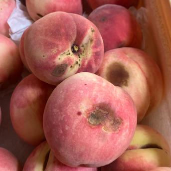 🆒クール便🆒＜加工用＞【南アルプスの桃🍑幸茜】2キロ 減農薬