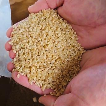 令和元年和歌山県産コシヒカリ玄米２０㎏新米 imgrc0101499841.jpg