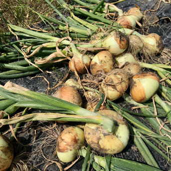 【鹿児島産】甘塩新玉ねぎ箱込み2キロ^_^ 箱込み2キロ前後^_^ 野菜/玉ねぎ通販