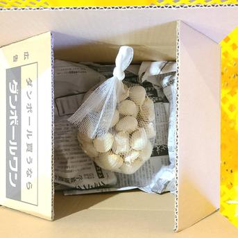 濃厚で甘い！大粒福地ホワイト六片にんにく 500g（農薬・化学肥料不