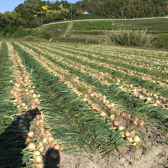 淡路島産玉ねぎ　【品種：ターザン】　10キロ 10キロ 野菜/玉ねぎ通販