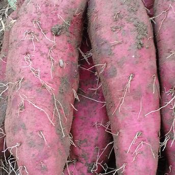 宮城県産さつまいも(紅あずま)さつまいも大小箱入り5kg未満 さつまいも大小箱入り5kg未満 野菜/さつまいも通販