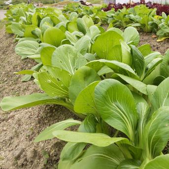 〈自然栽培／安心／食費ロス〉淡路島産 おまかせ収穫野菜セット(6品) 【2020年度オーガニックエコフェスタ最優秀賞受賞／2022年度SDGsエバンジェリスト認定取得】 外葉も入るため、100サイズとさせていただきます。 野菜/野菜セット・詰め合わせ通販