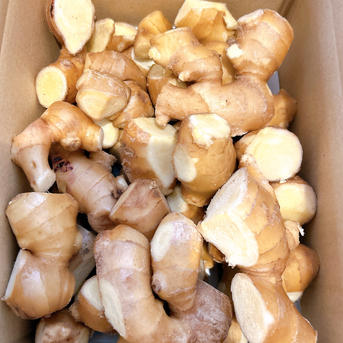 高知県産囲生姜5Kg 高知県産囲生姜5Kg | 野菜/薬味 産直アウル 農家から直接野菜などの