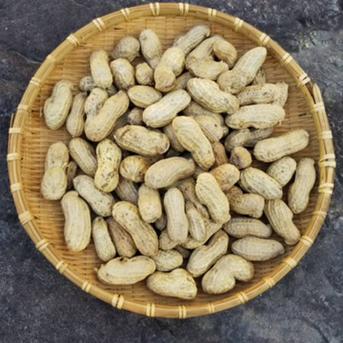 お酒のあてに！　生落花生　【おおまさり】　京都府産　※栽培期間中農薬不使用 1kg 野菜/豆類通販