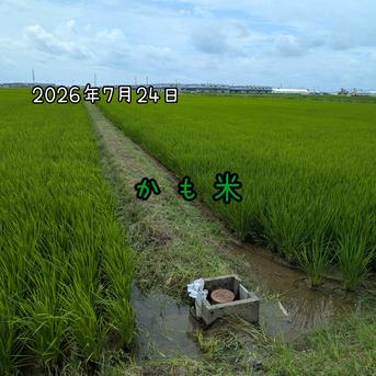 無農薬米新潟県産コシヒカリ10k ｜ 米・穀物/米/精米 産直アウル 農家