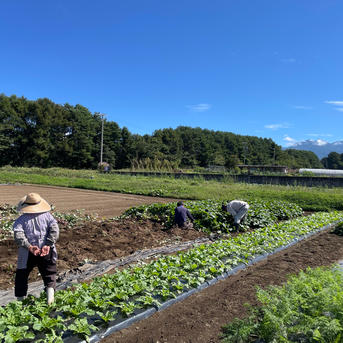 新物 べにはるか 長野県産 さつまいも 紅はるか 10kg 焼き芋 蒸かし芋