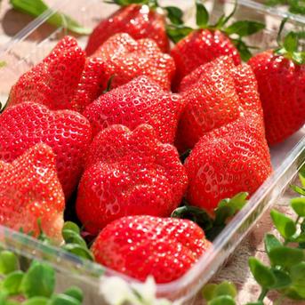 加工用】希少品種ジューシー 全国10件のみ栽培1kg ｜ 果物/いちご 産直