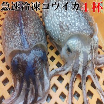 🦑急速冷凍出荷コウイカ【4杯】バリエーション選択可能🌊定置網 スミイカ✨刺身・寿司ネタに！日時指定可能📦🍣 寿司ネタ・刺し身・イカ焼きに最適！🌊 定置網で朝獲れ 烏賊 イカ 墨イカ【旬祭限定】 冷凍コウイカ　4杯 魚介類/イカ通販