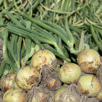 淡路島スイートオニオン　新玉ねぎ 10kg 野菜/玉ねぎ通販