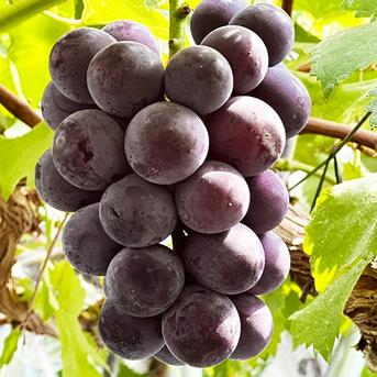 岡山県産ニューピオーネ 4房 2025年8月下旬から発送】岡山県産 ニューピオーネ4房(1房480g以上)約