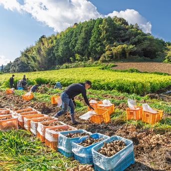 特別栽培 高知県産 香り大生姜 500g ｜ 野菜/薬味 産直アウル 農家