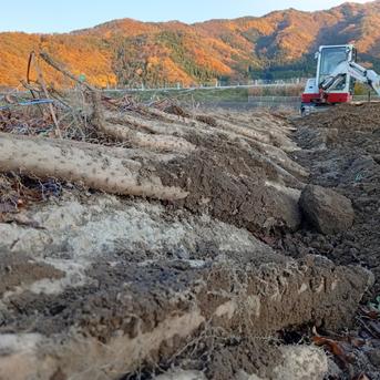 長芋　20kg 長芋20kgセット | 十勝泰章農場-十勝いも