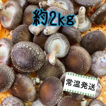 ［サイズ混合］信州富士見高原産！生しいたけ 約2kg 約2kg 野菜/きのこ通販