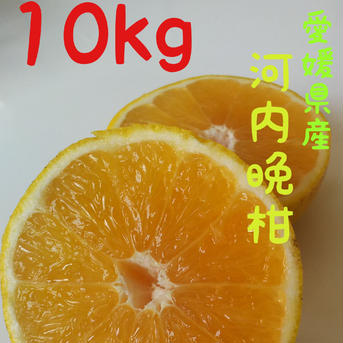 北海道、離島向け愛南ゴールド10kg 10kg 果物/オレンジ・その他みかん通販