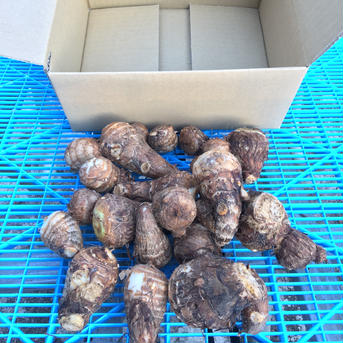 秋の味覚！掘り立て新里芋　1kg 1kg 野菜/里いも通販