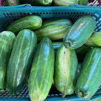 宇都宮様専用ページ  はぐらうり10kg以内 10kg 野菜/その他野菜通販