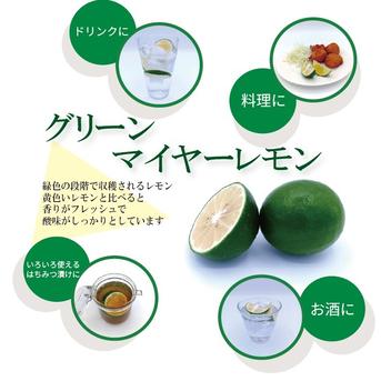 緑色のレモン『グリーン マイヤーレモン』【9.3kg】 | 果物/香酸柑橘