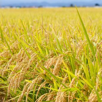 令和7年産 会津米 虹のきらめき 玄米 25kg ｜ 米・穀物/玄米 産直