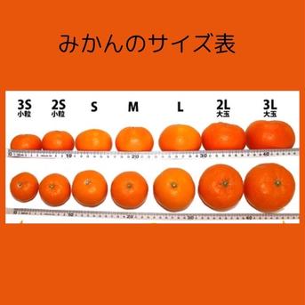 数量限定  おいしい有田みかん 食べた人にしかわからない甘さ 10kg 10kg 果物/温州みかん通販