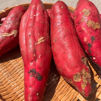 訳アリ！『紅はるか』20㎏ | 野菜/さつまいも 産直アウル 農家から直接