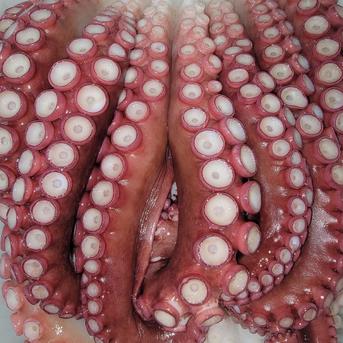 水タコ足ボイル 1本足 1000g ｜ 魚介類/タコ 産直アウル 農家・漁師