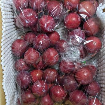 スモモ　ハリウッド 2.5kg 果物/すもも・プラム通販