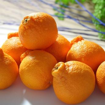 愛媛県産デコ不知火（しらぬい）５kg入（箱込）【ご家庭用】 約５ｋｇ（箱込重量） 果物/オレンジ・その他みかん通販