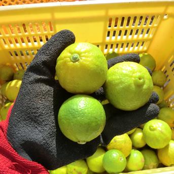 農薬不使用 完熟種なしカボス5キロ ｜ 果物/香酸柑橘(ライム・レモン等