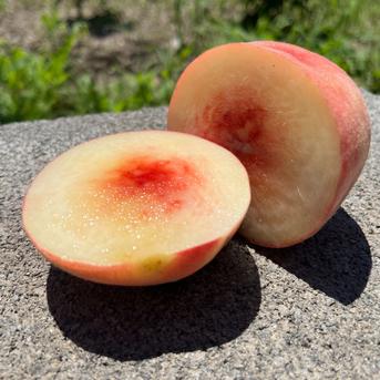 桃、あかつき家庭用5kg 桃「あかつき」家庭用5kg ｜ 果物/もも 産直アウル 農家・漁師など生産