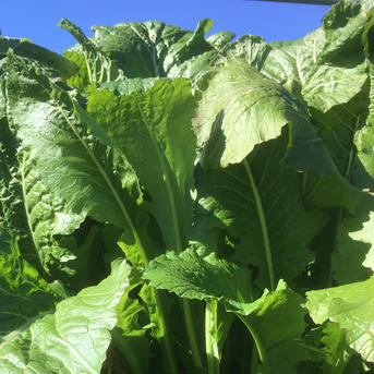 生の野沢菜 4～5kg(本場！信州松本産) 野沢菜4～5kg【12】 野菜/葉物通販