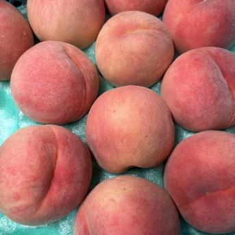 山形県産 川中島白桃、黄金桃 大玉 5kg ｜ 果物/もも 産直アウル 農家
