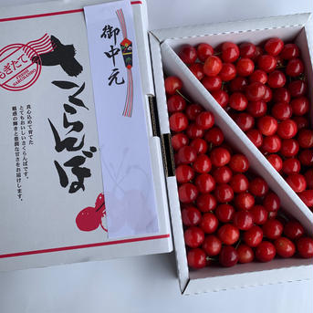 【クール便】朝どりさくらんぼを直送！M～２Lサイズ８００gご自宅用（佐藤錦または紅秀峰） M～２Lサイズ８００gご自宅用 果物/さくらんぼ通販