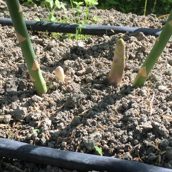 愛媛県西条産　アスパラガス 1キロ 野菜/アスパラガス通販