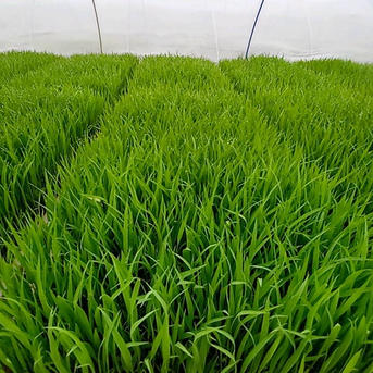 令和7年産 新米ひとめぼれ 玄米20キロ | 米・穀物/玄米 産直