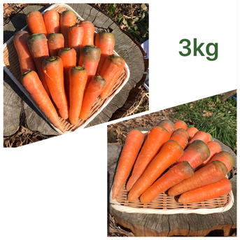 【自然栽培】1.5kg黒田五寸人参(自家採種) 1.5kg 野菜/人参通販