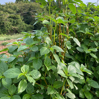 はぴぱらのモロヘイヤ(無農薬・無肥料栽培) 1.5kg 野菜/葉物通販
