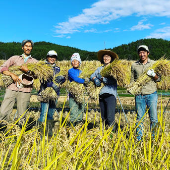無農薬天日干しコシヒカリ玄米10キロ ｜ 米・穀物/玄米 産直アウル